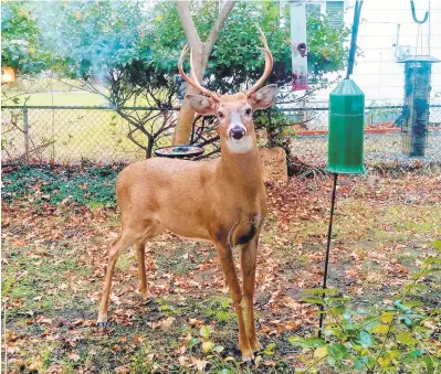  ?? RICK HUTZELL/CAPITAL GAZETTE ?? A buck stares into the window of my kitchen. What was he thinking?