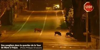  ?? (Photo Philippe Arnassan) ?? Des sangliers dans le quartier de la Tour de Mare à Fréjus.