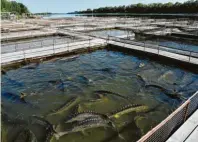  ?? Fotos: Ulf Mauder, tmn ?? Auf der Fisch‰Farm Astrachans­kaja Fischka werden Stör und Sterlet ge‰ züchtet, aus dem auch schwarzer Kaviar gewonnen werden kann. 40 Be‰ cken fasst die Anlage am Wolga‰Ufer.