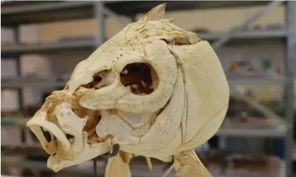  ?? Photograph: Tel Aviv University/AFP/Getty ?? The skull of a modern carp housed at the Steinhardt Museum of Natural History in Tel Aviv. Thescienti­sts’ claims are based on 16 years of work at a site near the Jordan River.