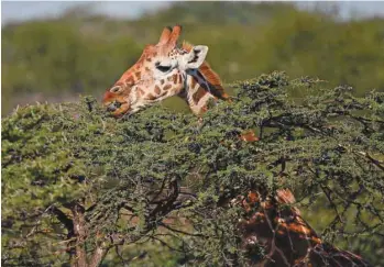  ?? TONY KARUMBA AGENCE FRANCE-PRESSE ?? La girafe réticulée, une sous-espèce vivant dans la région de Laikipia, au Kenya, se fait de plus en plus rare. Symon Masiaine (au volant) assure leur protection.