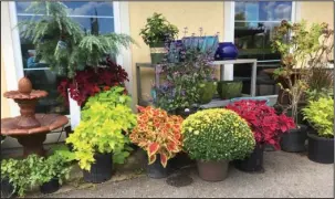  ?? Submitted photo ?? FALL PLANTS: Garden of Eden nursery is the place to go for your fall gardening needs. It is located at 153 Franklin St., behind Family Fun Park.