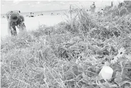  ??  ?? Volunteers stoop and scoop up trash off the beaches of South Florida in pursuit of a Guinness world record.