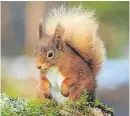  ??  ?? Red squirrels are holding their own in parts of the country.