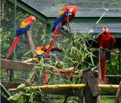  ??  ?? These birds are pretty self-sufficient in keeping themselves clean. All that is needed is a right environmen­t for them to succeed in their grooming endeavours.