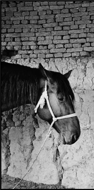  ??  ?? Dans l’écurie de Chamsul Ak Nosiri, chef des bouzkachi du nord. A la veille du bouzkachi, un batcha empêche un cheval de dormir afin qu’il soit plus nerveux pendant le tournoi. Balkh, mars 2005.