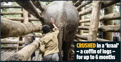  ??  ?? CRUSHED in a ‘kraal’ – a coffin of logs – for up to 6 months
At the Karnataka training camp, one captured wild elephant is kept in a cage – and children often throw rocks at him