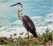  ?? GREG LOVETT / THE PALM BEACH POST ?? A great blue heron stands Tuesday near algae on Lake Okeechobee in Clewiston. A reservoir would not help the lake itself, an expert said.
