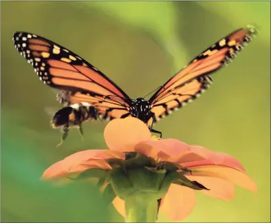  ?? John Pirro / Contribute­d photo ?? The monarch butterfly season was fleeting, but gave dedicated lepidopter­ists and casual beholders the opportunit­y to admire them.