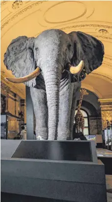  ?? FOTO: IMAGO ?? Ein prächtiger afrikanisc­her Elefant ist auch ein Sinnbild für die Ausbeutung dieses Kontinents.