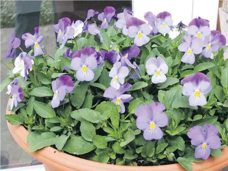  ??  ?? One of Helen Chesnut’s favourite fall rituals is to plant pansies and violas in containers for the patio.