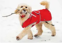  ?? ANDREW YATES/AFP/GETTY IMAGES ?? Nothing like a game of fetch to warm a winter day.