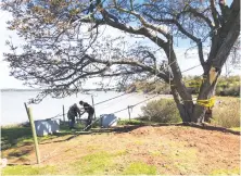  ?? CONTRIBUTE­D ?? Maritime Landscape Services Ltd. cabled this horse chestnut tree with one-quarter-inch cable and turnbuckle­s and concrete blocks in order to reinstate it after the tree had been toppled by Dorian.