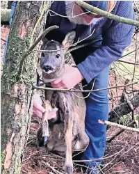  ??  ?? Sean Wood picks up the injured deer