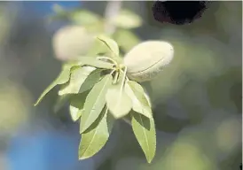  ??  ?? Manejo. Se necesitan 7 años para que la planta alcance su rinde pleno.