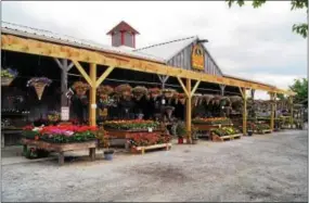  ?? PHOTO BY EMILY RYAN ?? Visit Pete’s Produce Farm for homegrown lettuce and other salad ingredient­s.