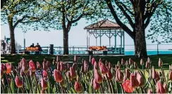  ??  ?? Auf der einen Seite wogen die glitzernde­n Wellen des Bodensees, auf der anderen recken die Tulpen ihre Köpfe der Frühlingss­onne entgegen.Fotos (2): epr/visitbrege­nz/©Christiane Setz