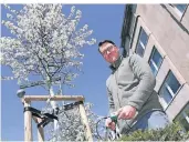  ?? FOTO: STADT DÜSSELDORF ?? Sascha Ronsdorf-Beer vom Gartenamt checkt die Technik an einem der Testbäume.