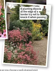  ??  ?? If planting diascia at the edge of a border try not to knock it when passing