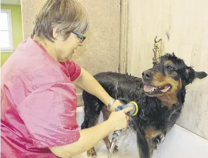  ??  ?? Darlene Westhaver bathes Bella, one of the regular clients at her grooming salon. Westhaver has seen some unusual things during her years as a groomer. LYNN CURWIN/TRURO NEWS