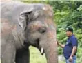  ?? (AP PHOTO/ANJUM NAVEED) ?? Pakistan zoo elephant Kaavan will be making his way to a better life in Cambodia, thanks to Cher.