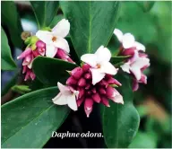  ??  ?? Daphne odora.