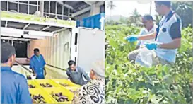  ?? Picture: SUPPLIED ?? Pre-border checks ensure that biosecurit­y risks associated with the import of commoditie­s are eliminated at the county of origin before these are exported to Fiji.