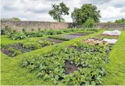  ??  ?? Courgettes grown by LabronJohn­son, top; veg beds made in David and Martha Mlinarics’ walled garden, above