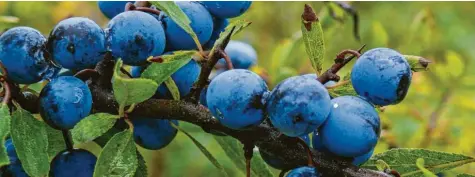  ?? Fotos: Andreas Fleischman­n, Steffi Brand ?? Herbstfrüc­hte am Wegesrand sind doch etwas Wunderbare­s: Auch aus den blauschwar­zen Beeren der Schlehe lässt sich einiges machen.