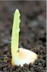  ??  ?? A seed potato is a dicot, or dicotyledo­n. The flower parts of a dicot number four to five, and their roots are often fibrous and branched (far left). A corn seed is a monocot, with three flower parts and a tap root system (left).