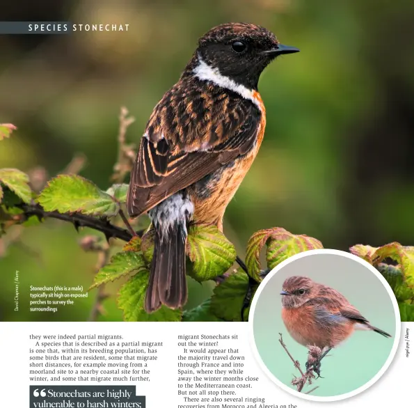  ??  ?? Stonechats (this is a male) typically sit high on exposed perches to survey the surroundin­gs Another female in typical winter habitat of tall weeds on which to perch