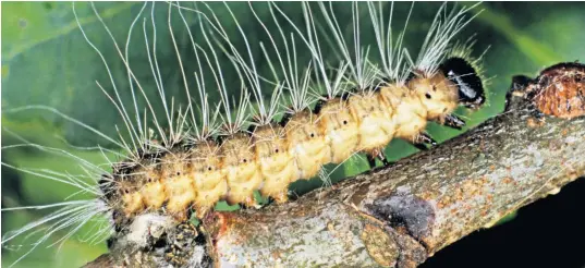  ??  ?? The oak procession­ary moth caterpilla­r has been recorded in parts of Greater London, from Brent to Kingston upon Thames, as well as in outlying areas such as Guildford, Slough and Bracknell Forest