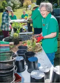  ??  ?? Anne Luster of Batesville divides hosta plants that will be repotted and sold at Saturday’s Master Gardeners’ plant sale in Batesville. A retired teacher, Luster is now a lifetime member of the Master Gardeners and has more than 15 years of service...