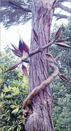  ??  ?? Exotic native: Onehunga sculptor Jim Wheeler’s work Exotic Native – Immigrant’s Portrait has been plucked from a garden tree to be installed on a lamppost along the waterfront.