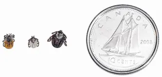  ?? CONTRIBUTE­D PHOTO ?? Because they’re so small, ticks are difficult to find before they feed. From left are the female black-legged tick, groundhog tick, and dog tick.