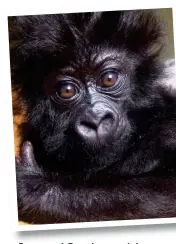  ?? ?? Pampered: Female mountain gorilla Ndakasi, rescued as an eight-week-old orphan