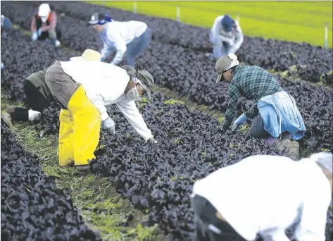  ?? IVP FILE PHOTO ?? Farm workers harvest crops.
