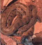  ??  ?? A female anaconda living in an all-female exhibit gave birth to two babies through a process called parthenoge­nesis.