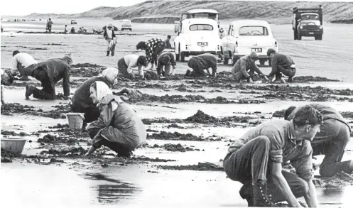  ?? AUCKLAND STAR HISTORIC COLLECTION ?? Toheroa harvesters out in force on Muriwai Beach, west of Auckland, in July 1964. Phil Ross says illegal harvesting of toheroa remains a significan­t problem.