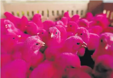  ?? Picture: Reuters ?? South Africa’s chicken industry is likely to have to wait a long time before it hits a purple patch.