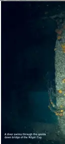  ?? Nilgiri Tug ?? A diver swims through the upside down bridge of the