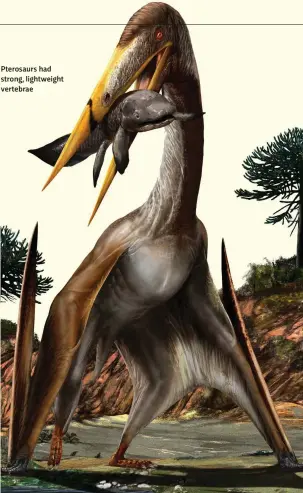  ??  ?? Pterosaurs had strong, lightweigh­t vertebrae