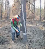  ?? COURTESY OF SÉBASTIEN BÉLANGER ?? In a Chibougama­u forest, a student researcher wraps a tree in waterproof roofing paper to protect it from white-spotted sawyer beetles.