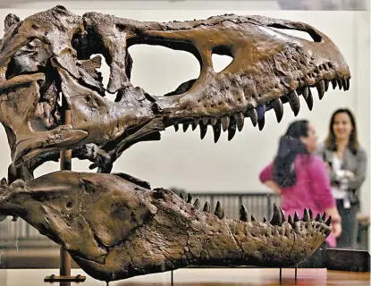  ??  ?? Los huesos de un tiranosaur­io rex estudiado por los especialis­tas.