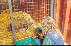  ?? ?? Sophia Fagan feeds a bear following its arrival from Andorra in 2020
