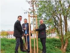  ?? Foto: Landschaft­spflegever­band ?? Konrad Dobler, Werner Burkhart und Toni Brugger (von links) mit einer der vier Stiel Eichen, die in Thierhaupt­en gepflanzt wurden.