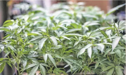  ?? (Photo: AP) ?? In this August 15, 2019 file photo, marijuana grows at an indoor cannabis farm in Gardena, California. Cannabis stocks have been flying high after voters in four states support measures clearing the way for sales of marijuana to adults. That alone is projected to boost the market for legal cannabis sales in the US by 20 per cent.