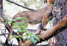  ?? Michael Macor / The Chronicle 2008 ?? A treed female mountain lion expresses her displeasur­e to researcher­s observing her. A state senator says officials are too quick to shoot wandering pumas.