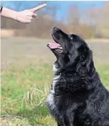  ?? ?? Stay! Dogs understand 89 commands