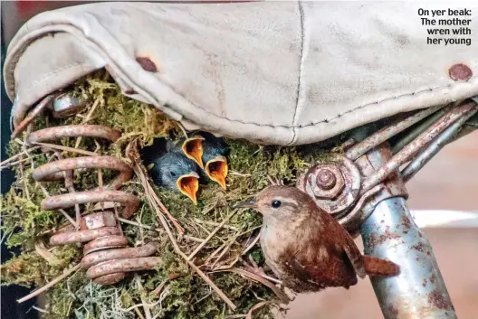  ??  ?? On yer beak: The mother wren with her young